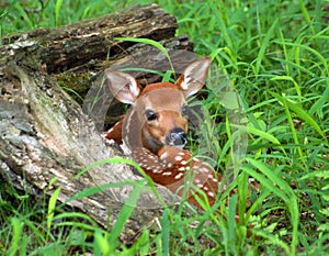 Hiding Fawn