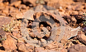 A hiding Four-banded Sandgrouse