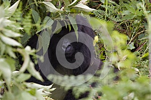 Hiding Gorilla in Rwanda photo