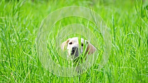 Hiding in the grass