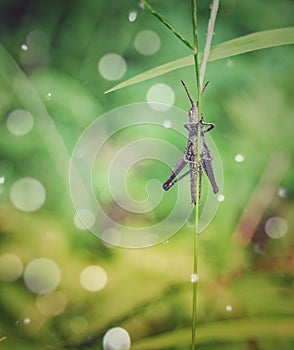 The hiding grasshopper