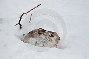 Hiding hare