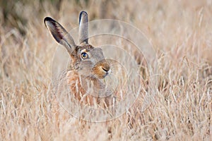 Hiding Hare (Lepus europaeus) photo