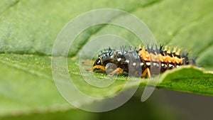 Hiding hunter - ladybird larva