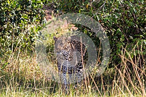 Hiding the leopard. Hunt of predator.