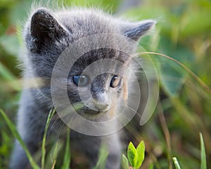 Hiding little smoky blue cat in green summer grass