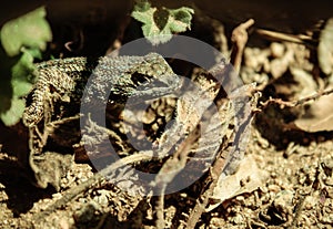 Hiding Lizard in brush.