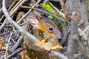 Hiding munjac baby