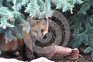 Hiding red fox kit