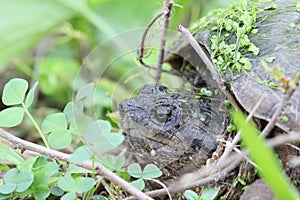 Hiding snapping turtle