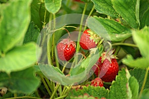 Hiding Strawberries