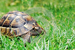 Hiding turtle on green grass