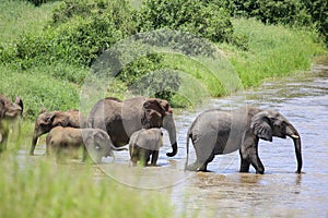 Hiding view of elephants walking across river