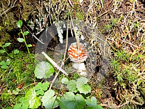 Hiding wild mushroom - toadstool found in the forest