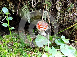 Hiding wild mushroom - toadstool found in the forest