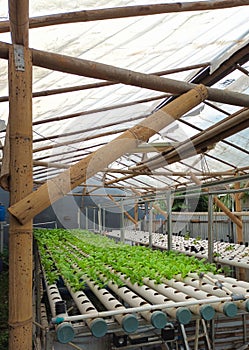 Hidroponic farm with vegetables plant in pipes