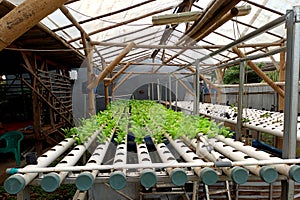 Hidroponic farm with vegetables plant in pipes