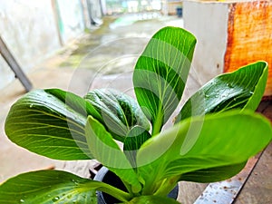 Hidroponic Organic bok choy or pakcoy