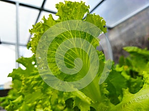 Hidroponic Organic green Lettuce