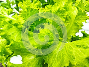 Hidroponic Organic green Lettuce