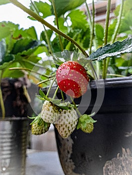 Hidroponic strawberry plant are simple to grow