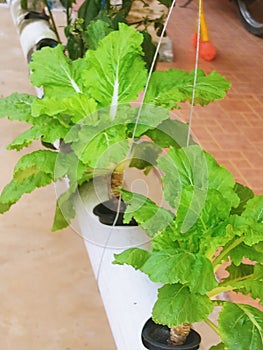 Hidroponik plant