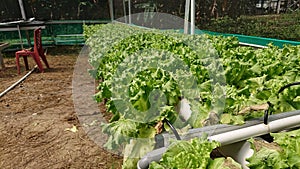 Hydroponic vegetable