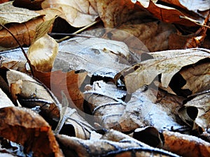 Hielo sobre las hojas secas