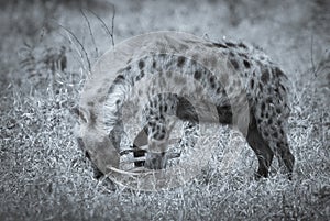 Hiena feeding, Africa photo