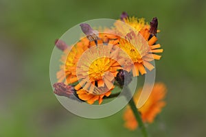 Hieracium aurantiacum