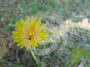 Hieracium blossoming on a meadow