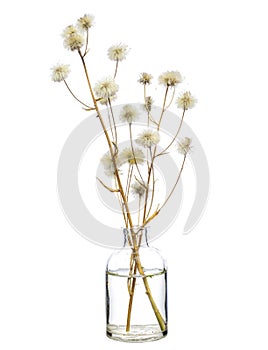 Hieracium canadense Canada hawkweed or narrowleaf hawkweed in a glass vessel on a white background