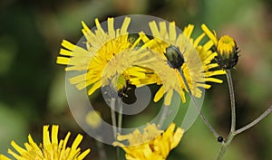 Hieracium canadense, commonly called Canadian hawkweed, narrowleaf hawkweed, or northern hawkweed