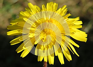 Hieracium flower in the garden, closeup