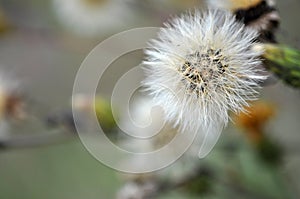 hieracium flower on the meadow close-up