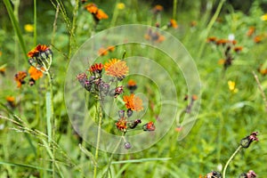 Hieracium, hawkweed, hierakion.