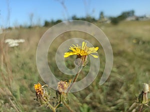 Hieracium, known by the common nameÂ hawkweed