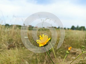 Hieracium laevigatum or smooth hawkweed.