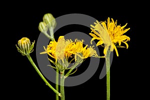 Hieracium murorum Wald-Habichtskraut detail on black