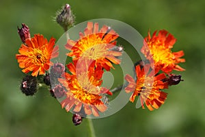 Hieracium pilosella also called as mouse-ear hawkweed