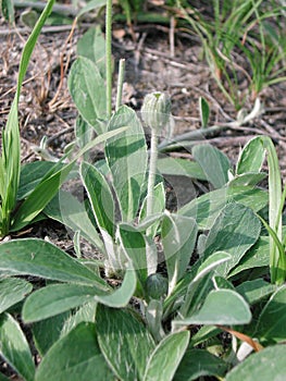 Hieracium pilosella hairy leaves