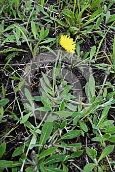 Hieracium pilosella, or mouse-ear hawkweed. Yellow forest flower with long stem and hairy leaves, grows at the base of the plant