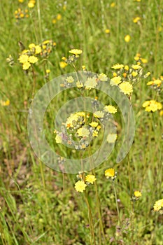 Hieracium pilosella, or mouse-ear hawkweed. Yellow forest flower with long stem and hairy leaves, grows at the base of the plant