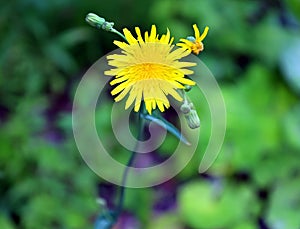 Hieracium umbellatum commonly called Hieracium canadense