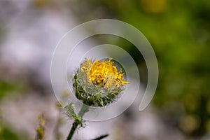 Hieracium villosum flower growing in mountains