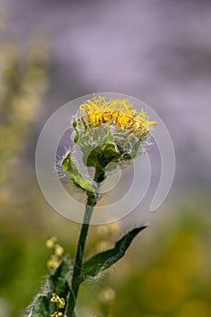 Hieracium villosum flower growing in mountains