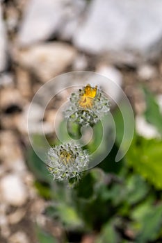 Hieracium villosum flower growing in mountains