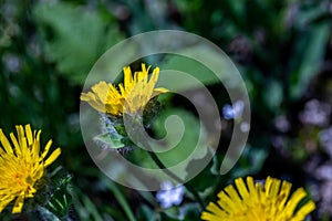 Hieracium villosum flower growing in mountains