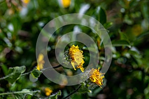 Hieracium villosum flower growing in mountains