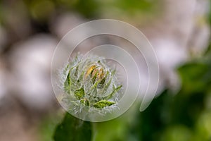 Hieracium villosum flower growing in mountains